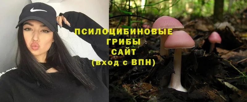 наркота  Голицыно  Псилоцибиновые грибы Psilocybe 